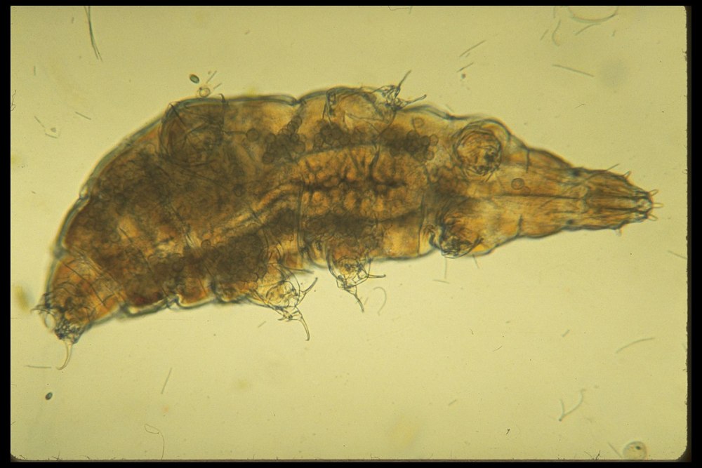 Milnesium tardigradum