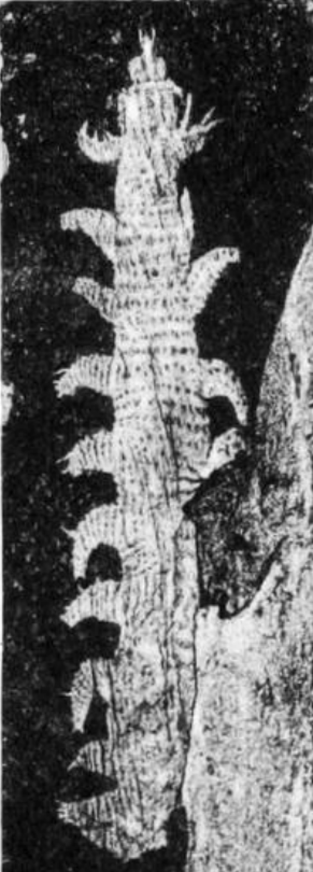 Xenusion auerswaldae