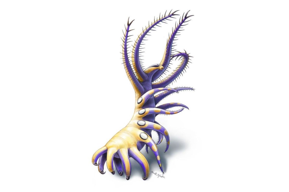 Ovatiovermis cribratus