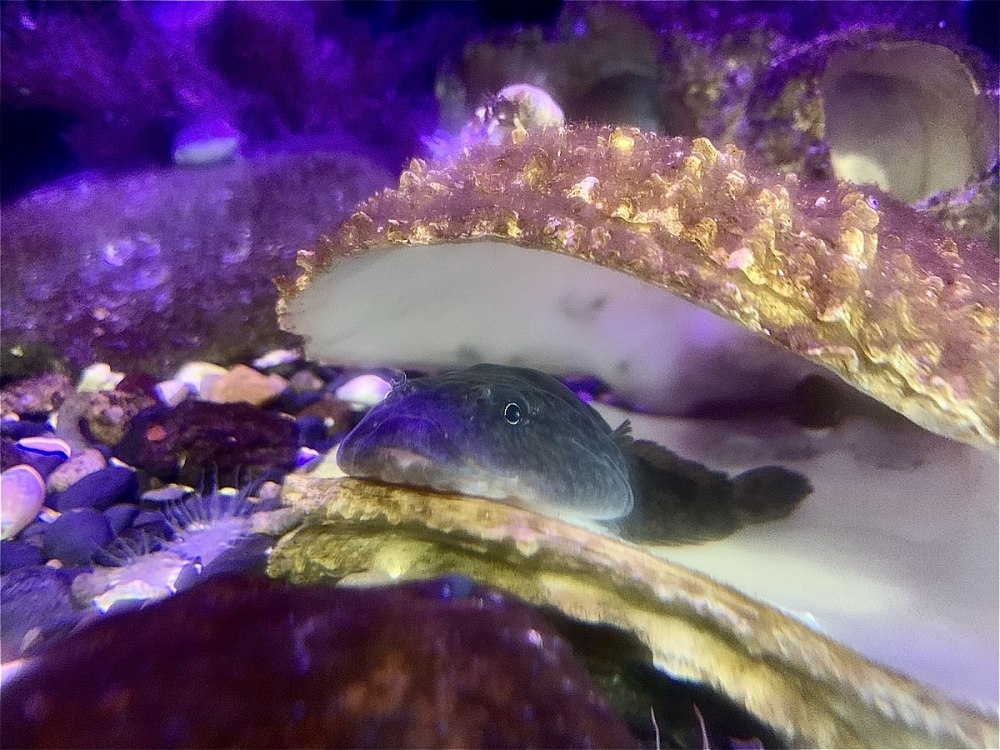 Northern clingfish