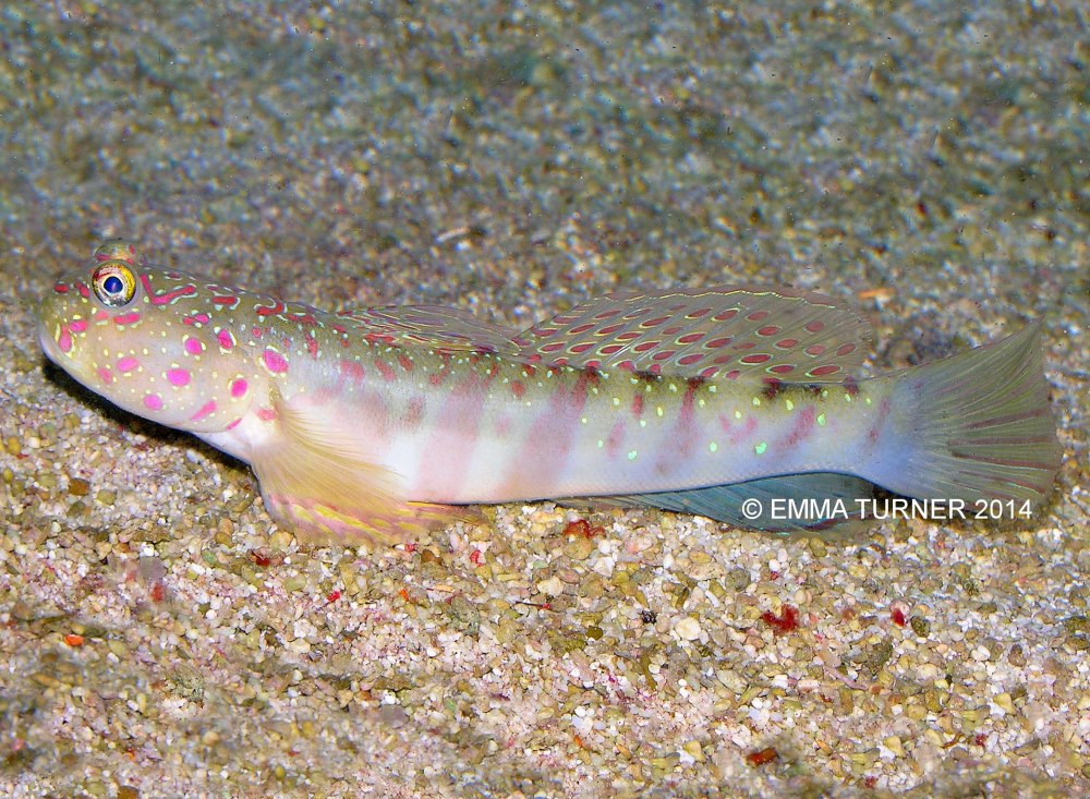 Cryptocentrus leptocephalus