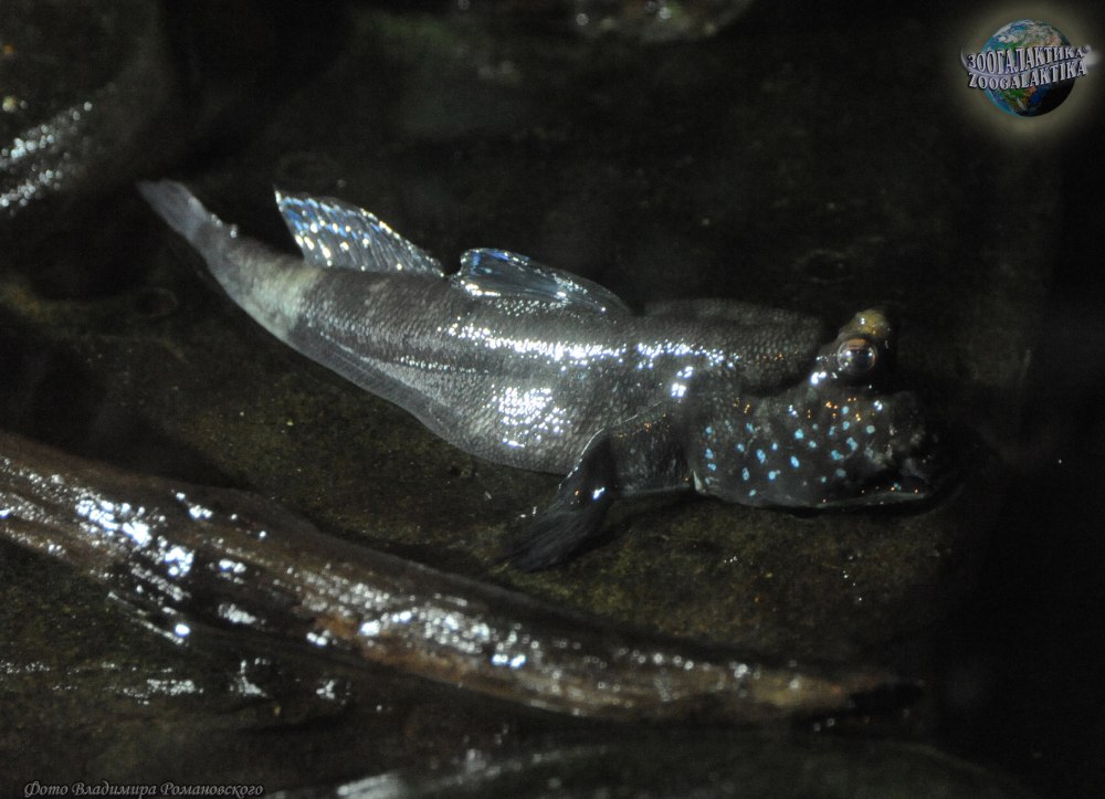Periophthalmus barbarus