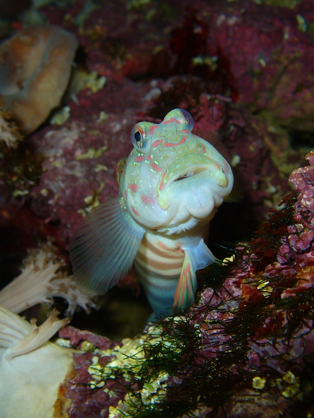 Elacatinus oceanops