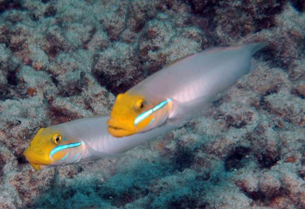 Бычок Золотоголовый, m /Valenciennea strigata m