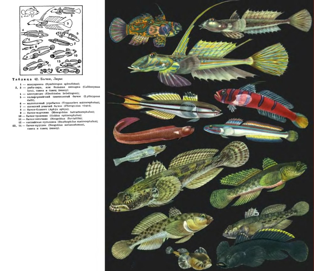 Gobiidae рыба