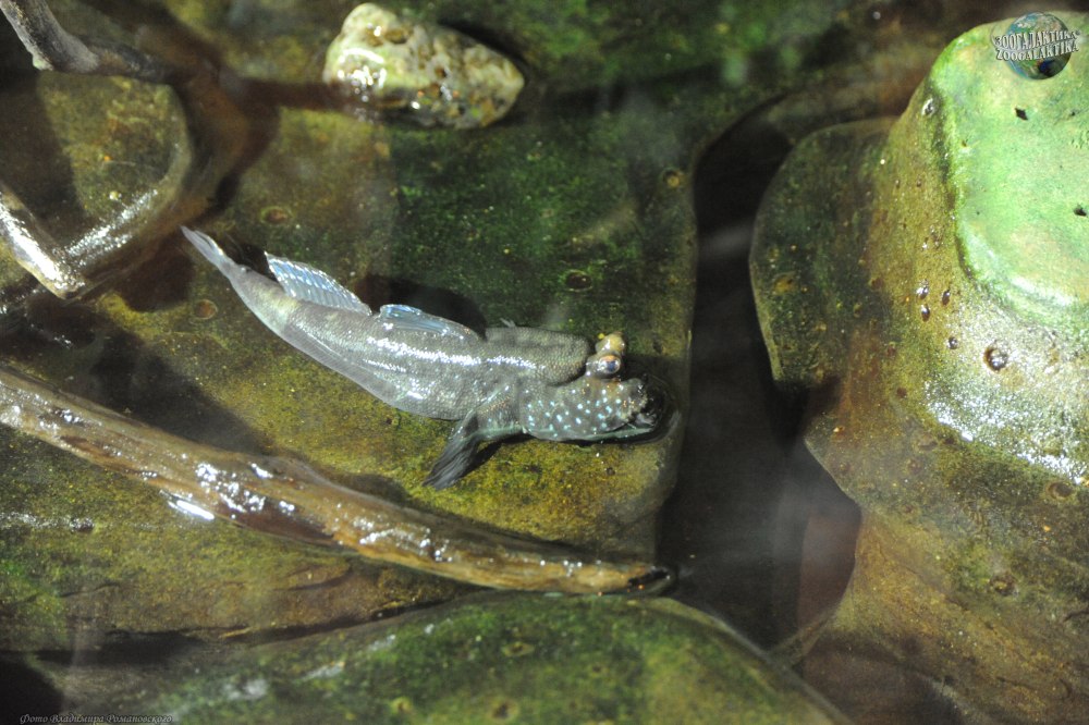 Periophthalmus chrysospilos