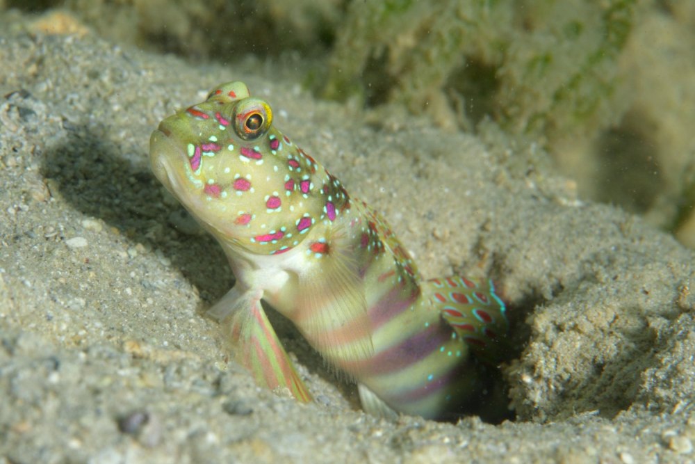 Cryptocentrus leptocephalus