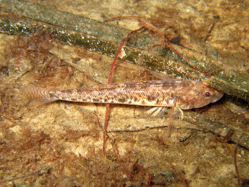 Pomatoschistus Microps