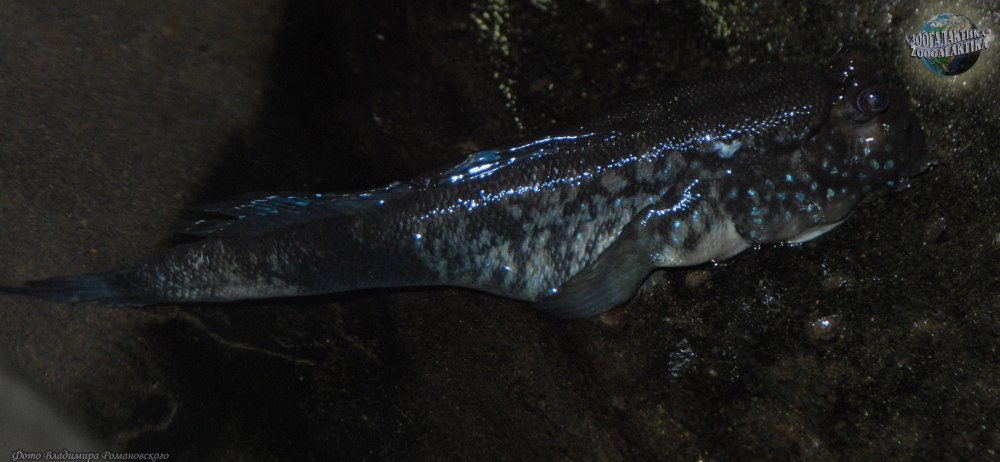 Красное море илистые прыгуны