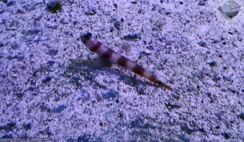 Amblyeleotris Aurora