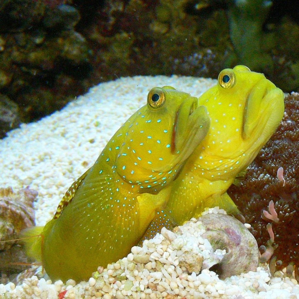 Cryptocentrus cinctus