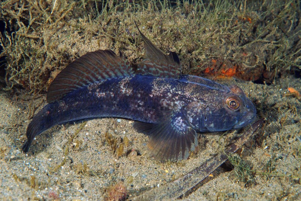 Бычковых (Gobiidae)