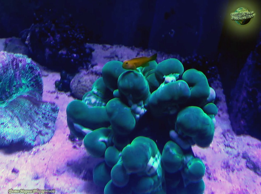 Gobiodon citrinus