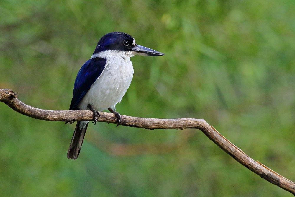 Белоголовая Альциона (Todiramphus saurophagus)