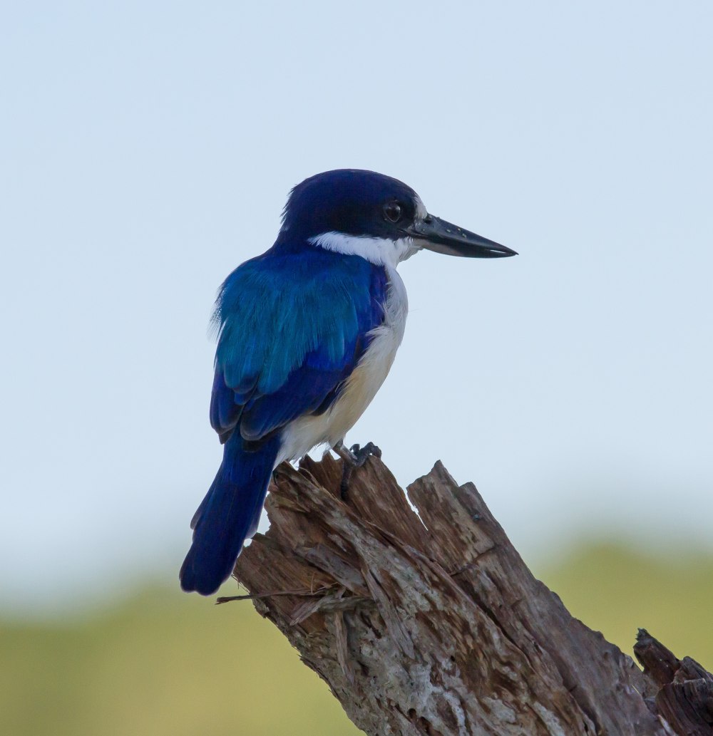 Cerulean Kingfisher