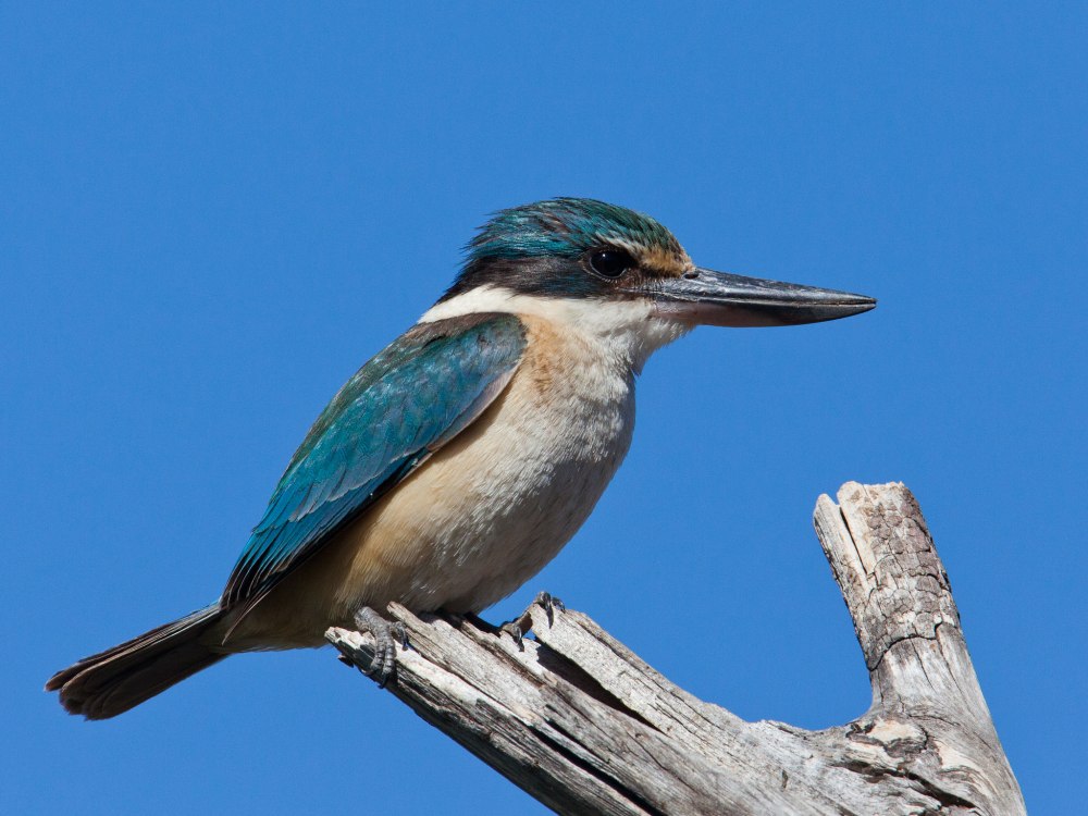 Белоголовая Альциона (Todiramphus saurophagus)