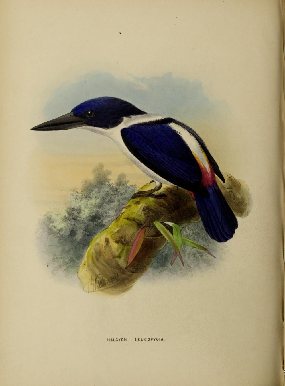 Todiramphus recurvirostris