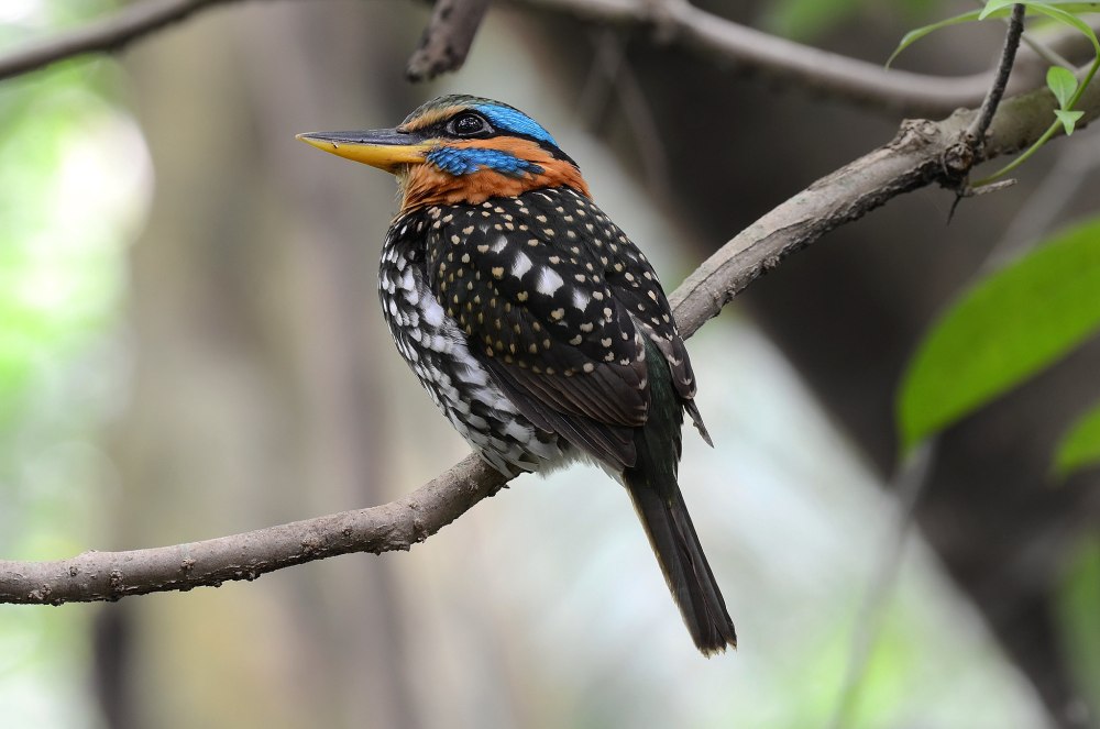 Actenoides lindsayi