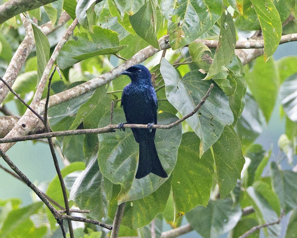 Райский Дронго фото Википедия и описание
