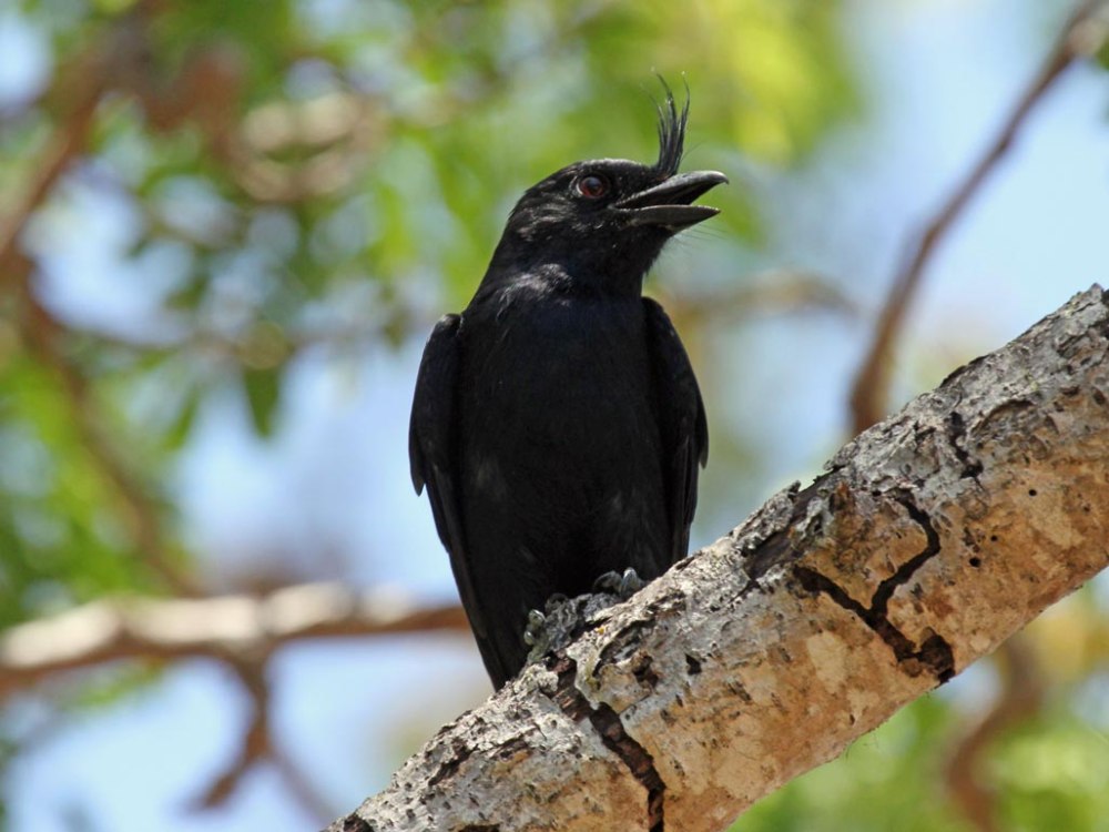 Хохлатый оросарь