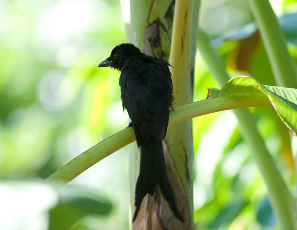 Клинохвостый Дронго