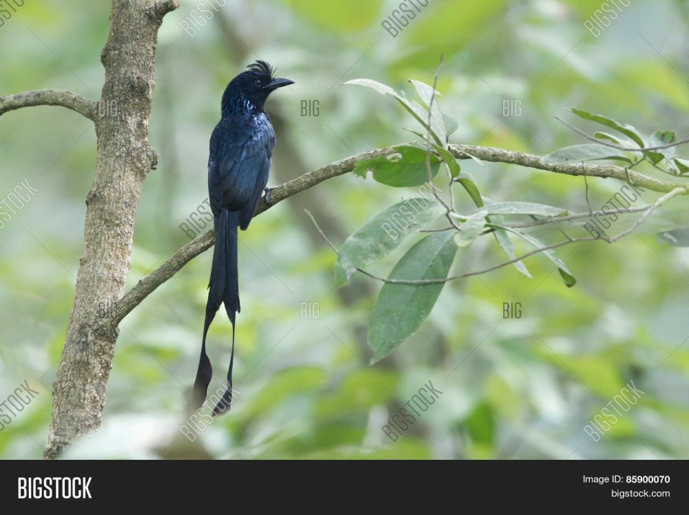 Дронго Таиланд