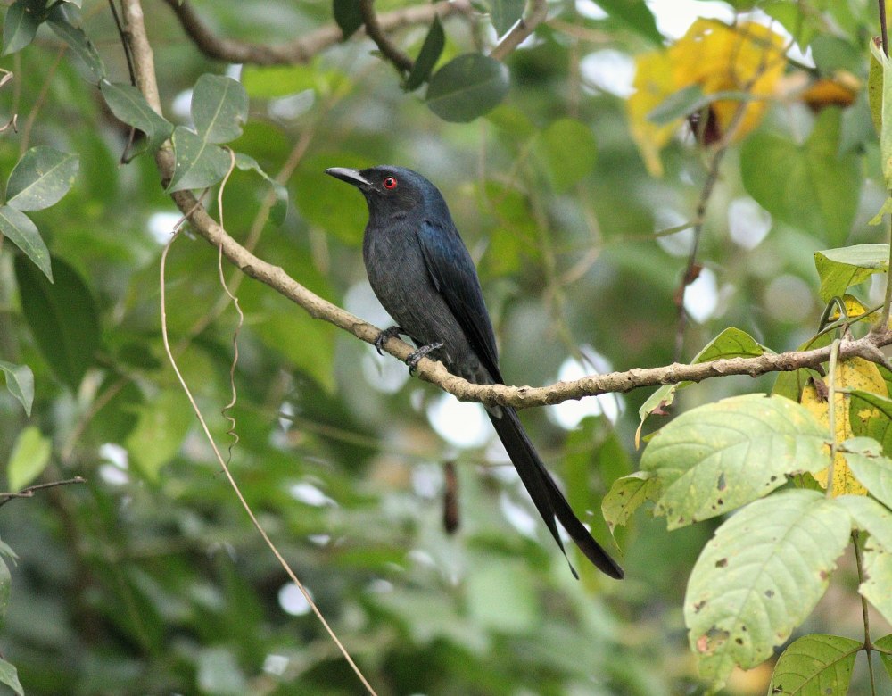 Вилохвостый Дронго