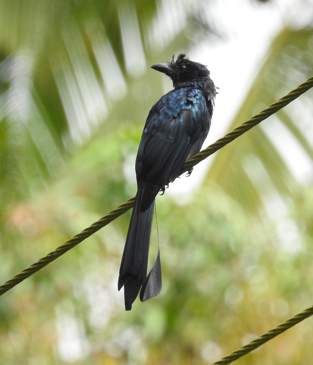 Вилохвостый Дронго