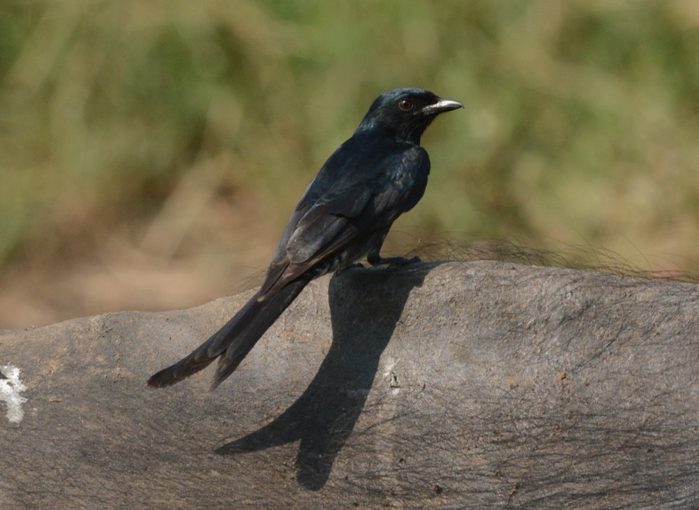 Большеклювый Дронго
