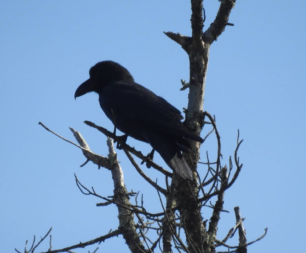 Большеклювая птица
