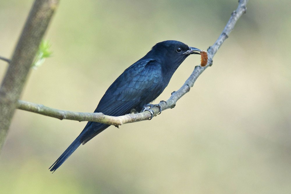 Птица Дронго Постер