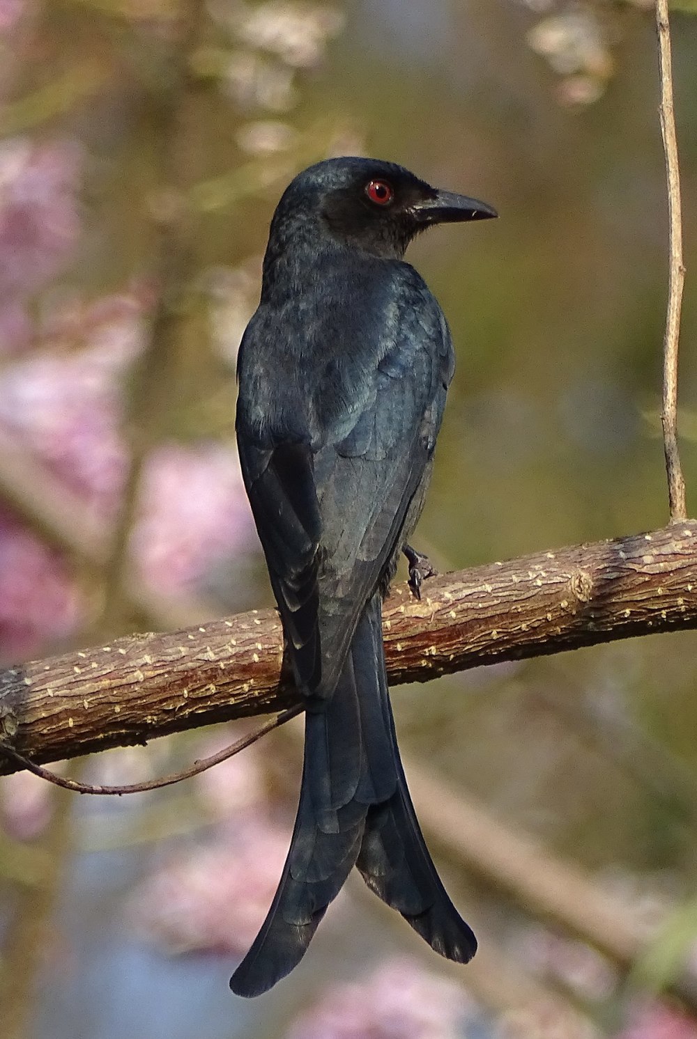 Траурный Дронго