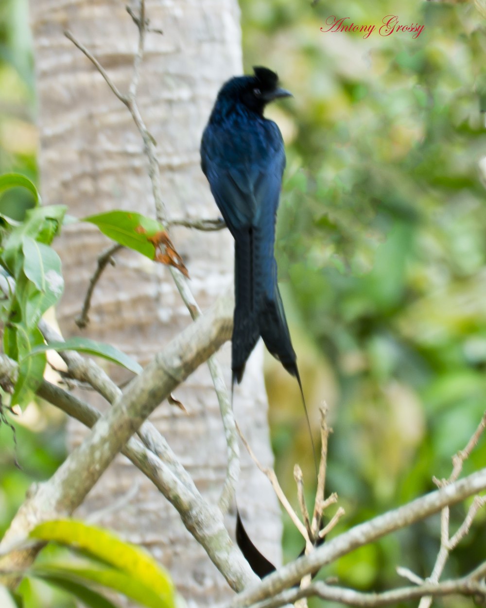 Дронго Воробей