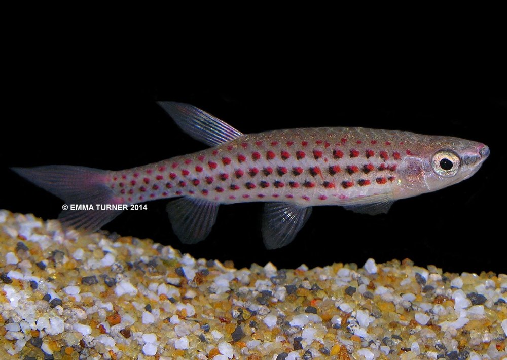 Ctenogobiops tangaroai