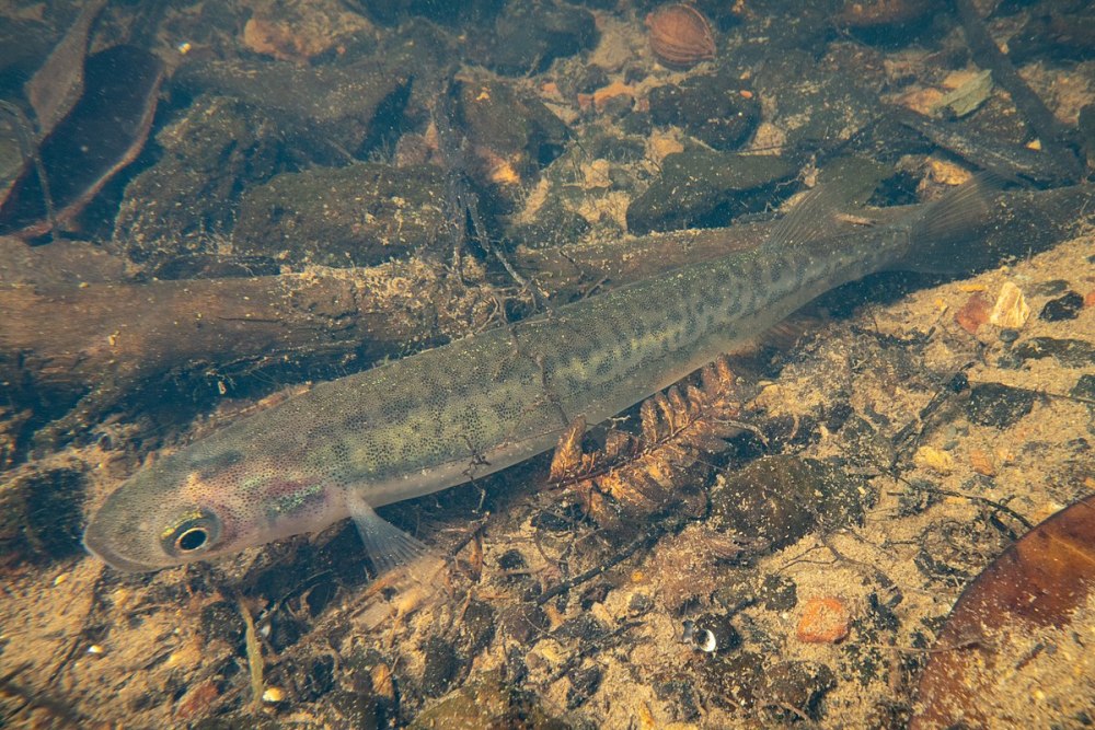 Thin Fish