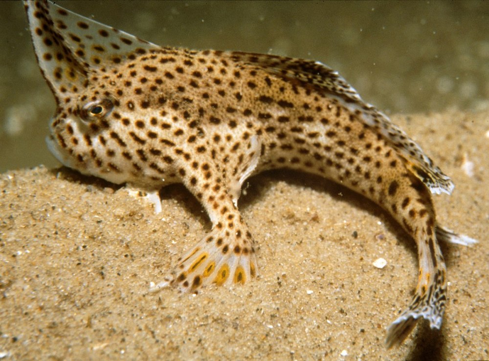 Брахионихты (brachionichthys hirsutus)