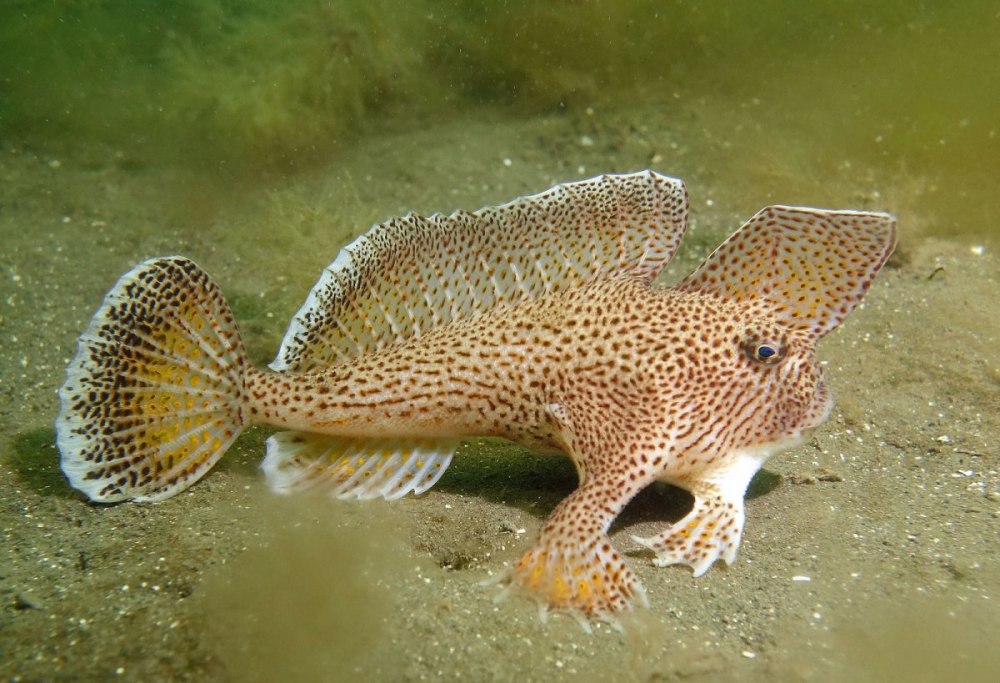 Spotted handfish