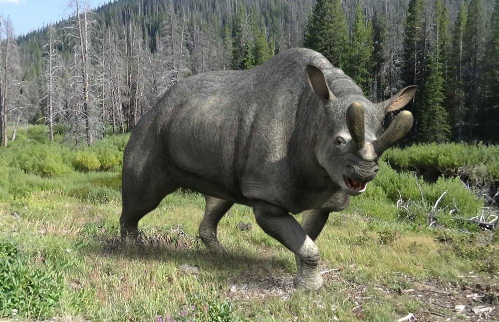 Megacerops coloradensis