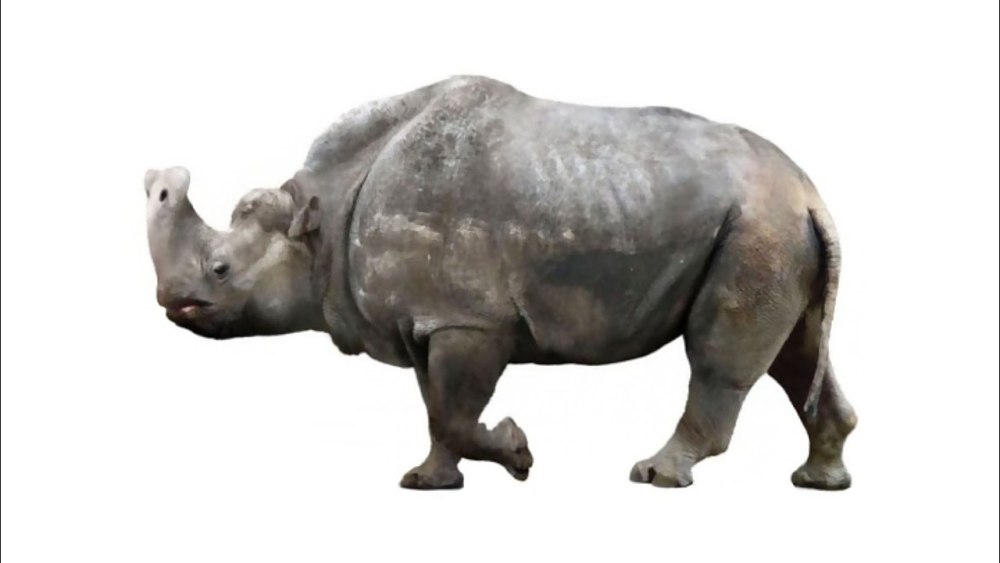 Embolotherium ergilense (Embolotherium ergilense Dashzeveg, 1975)