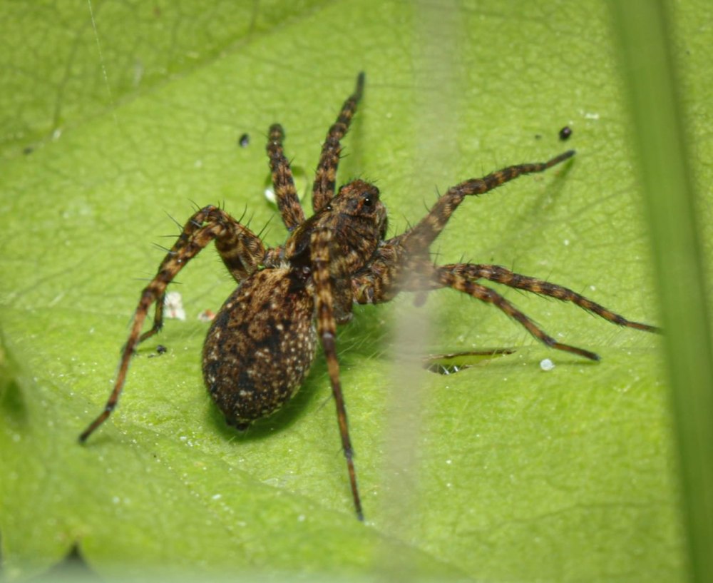Паук вида Tetragnatha.