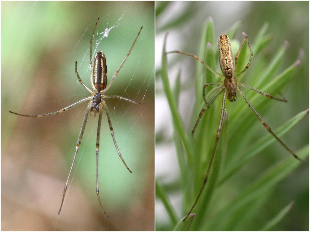 Tetragnatha Nigrita