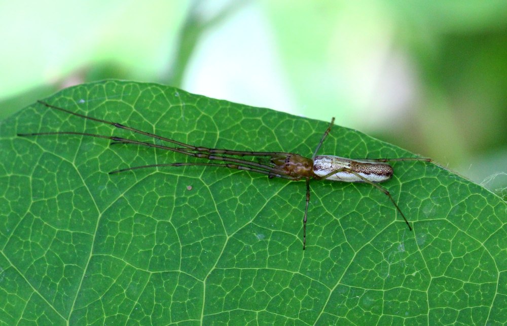 Тетрагната обыкновенная