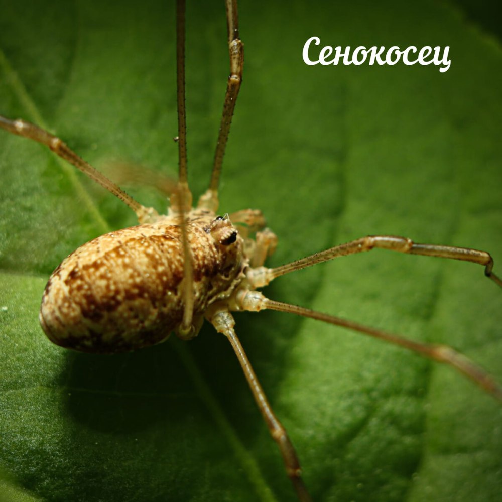 Паук тетрагнатид