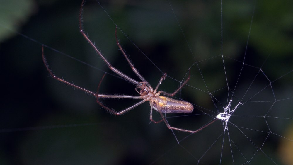 Паук длинный вязальщик