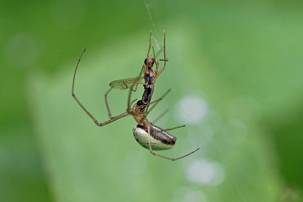 Пауки тетрагнатиды ядовитые