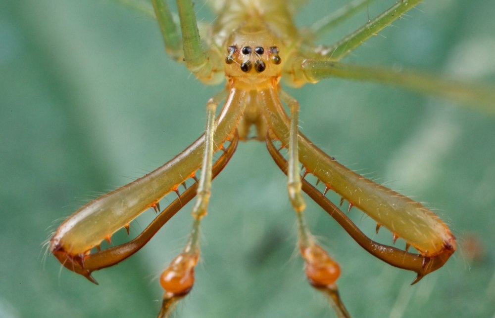 Насекомые Танзании