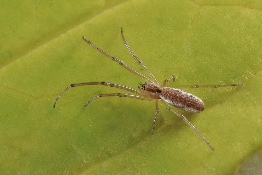 Tetragnatha pinicola
