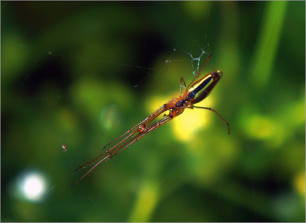Паук длинный вязальщик