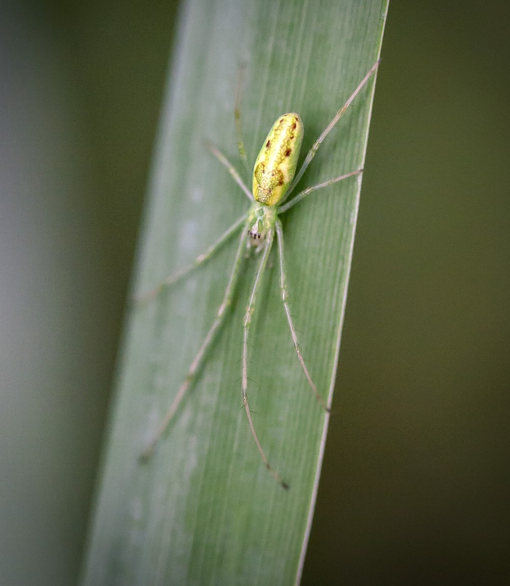 Тетрагнатха паук челюст
