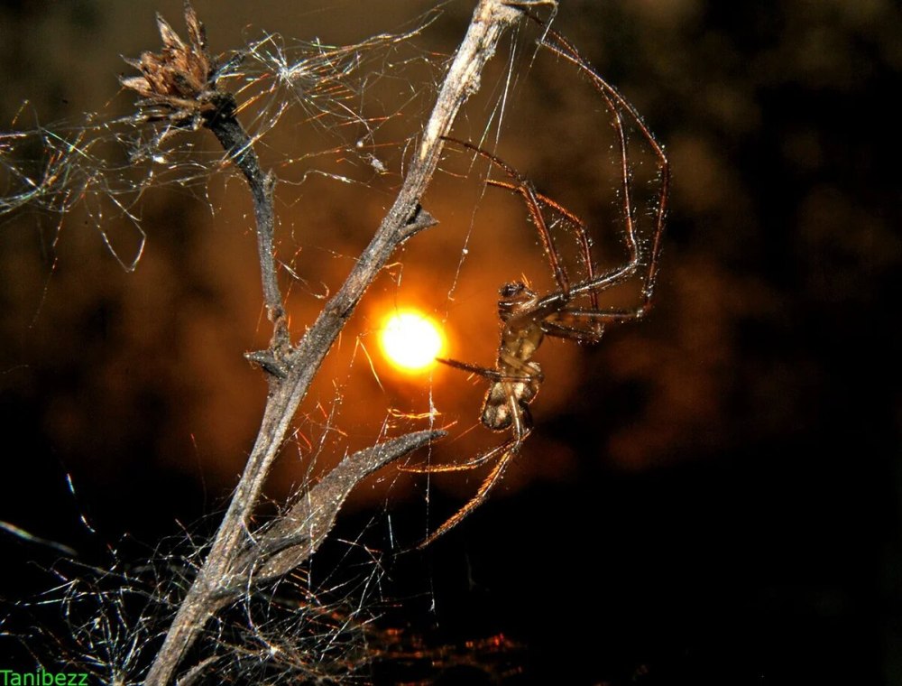 Паук на закате